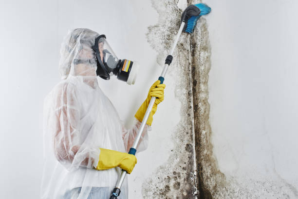 Best Commercial Mold Removal  in Mckeesport, PA
